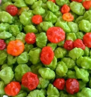 AJI DULCE #1 Pepper Seeds, ,Capsicum chinense, annual vegetable - Caribbean garden seed