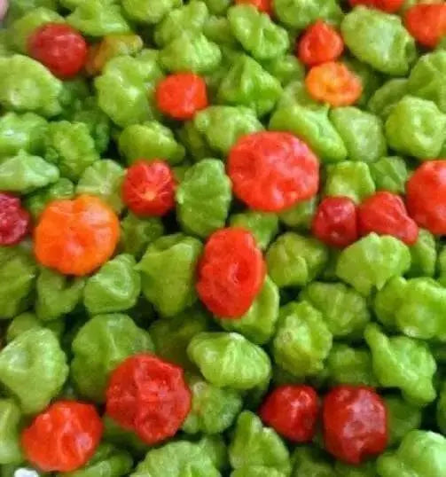 AJI DULCE #1 Pepper Seeds, ,Capsicum chinense, annual vegetable - Caribbean garden seed