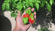 AJI DULCE #1 Pepper Seeds, ,Capsicum chinense, annual vegetable - Caribbean garden seed
