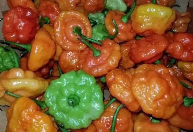 AJI DULCE #1 Pepper Seeds, ,Capsicum chinense, annual vegetable - Caribbean garden seed