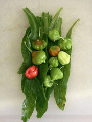 AJI DULCE #1 Pepper Seeds, ,Capsicum chinense, annual vegetable - Caribbean garden seed