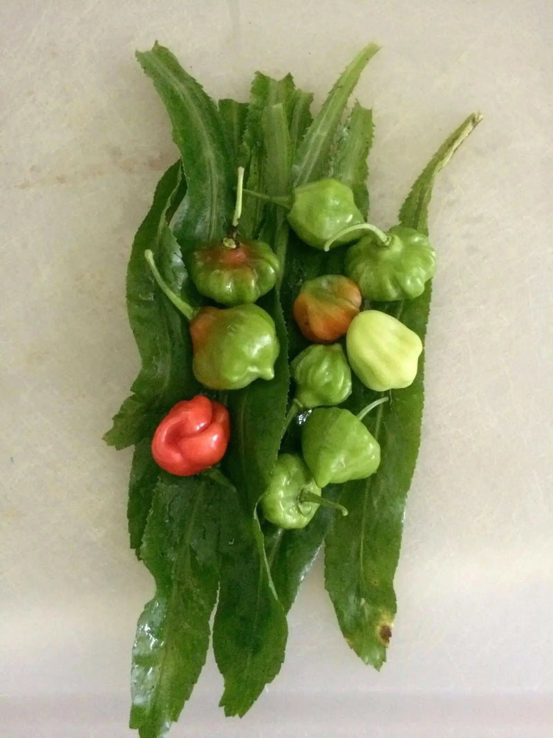 AJI DULCE #1 Pepper Seeds, ,Capsicum chinense, annual vegetable - Caribbean garden seed