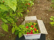 AJI DULCE #1 Pepper Seeds, ,Capsicum chinense, annual vegetable - Caribbean garden seed