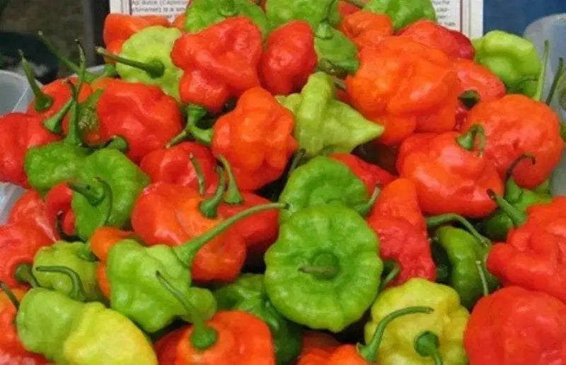 AJI DULCE #1 Pepper Seeds, ,Capsicum chinense, annual vegetable - Caribbean garden seed