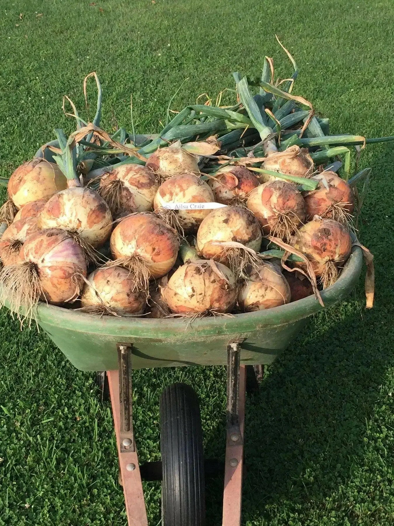 Onion
