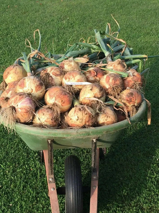 Ailsa Craig onions Seed ( long-day ) asian vegetable - Caribbean garden seed