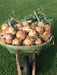Ailsa Craig onions Seed ( long-day ) asian vegetable - Caribbean garden seed