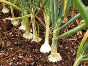 Ailsa Craig onions Seed ( long-day ) asian vegetable - Caribbean garden seed