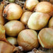 Ailsa Craig onions Seed ( long-day ) asian vegetable - Caribbean garden seed