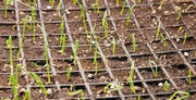 Ailsa Craig onions Seed ( long-day ) asian vegetable - Caribbean garden seed