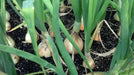 Ailsa Craig onions Seed ( long-day ) asian vegetable - Caribbean garden seed