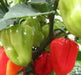 Aji Dulce #2  (LIVE Pepper PLANT ) ANNUAL VEGETABLE - Caribbean garden seed