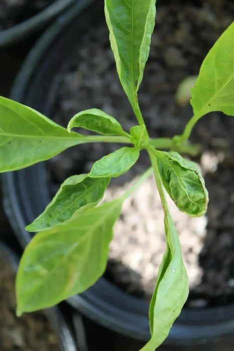 Aji Dulce #2  (LIVE Pepper PLANT ) ANNUAL VEGETABLE - Caribbean garden seed