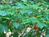 Aji Dulce #2  (LIVE Pepper PLANT ) ANNUAL VEGETABLE - Caribbean garden seed