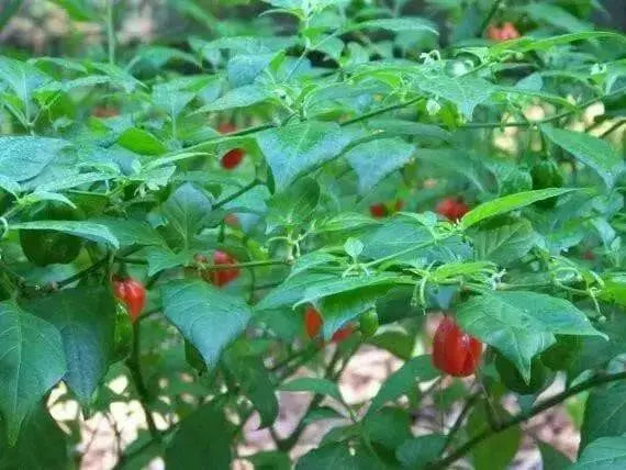 Aji Dulce #2  (LIVE Pepper PLANT ) ANNUAL VEGETABLE - Caribbean garden seed