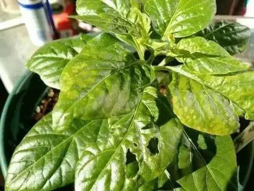 Aji Dulce #2  (LIVE Pepper PLANT ) ANNUAL VEGETABLE - Caribbean garden seed