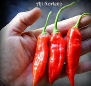 AJI NORTENO PEPPER SEEDS ,(Capsicum baccatum) Medium hot - Caribbean garden seed