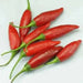 Aji Piura' PEPPER SEEDS Capsicum baccatum - Caribbean garden seed