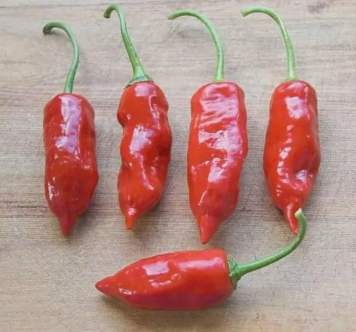 AJI NORTENO PEPPER SEEDS ,(Capsicum baccatum) Medium hot - Caribbean garden seed