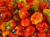 AJI DULCE PERU' Pepper Seeds, (Capsicum chinense,) very little Heat - Caribbean garden seed