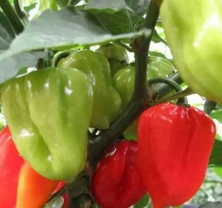 AJI DULCE PERU' Pepper Seeds, (Capsicum chinense,) very little Heat - Caribbean garden seed