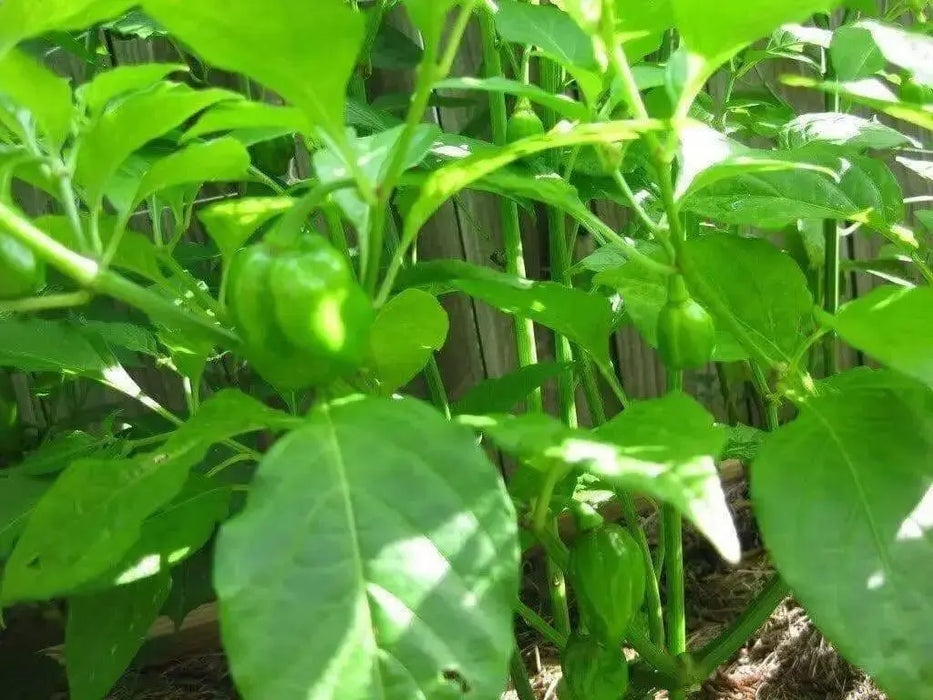 AJI DULCE PERU' Pepper Seeds, (Capsicum chinense,) very little Heat - Caribbean garden seed