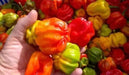AJI DULCE PERU' Pepper Seeds, (Capsicum chinense,) very little Heat - Caribbean garden seed
