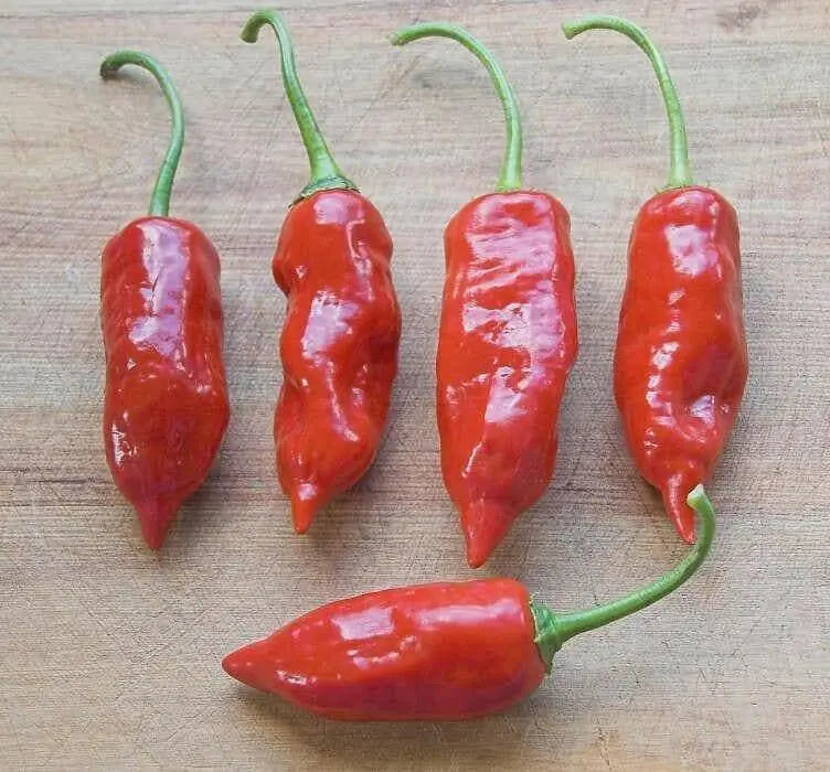 Aji Norteno Peppers Seeds ,Capsicum baccatum, From Peru - Caribbean garden seed