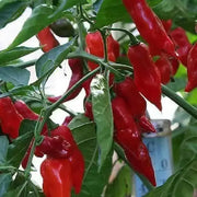 Aji Norteno Peppers Seeds ,Capsicum baccatum, From Peru - Caribbean garden seed