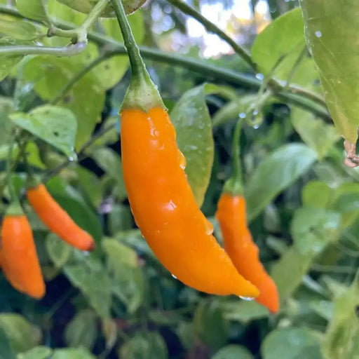 Aji Mango Pepper Seed ( Capsicum Baccatum) Medium hot - Caribbean garden seed