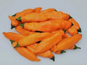 Aji Mango Pepper Seed ( Capsicum Baccatum) Medium hot - Caribbean garden seed