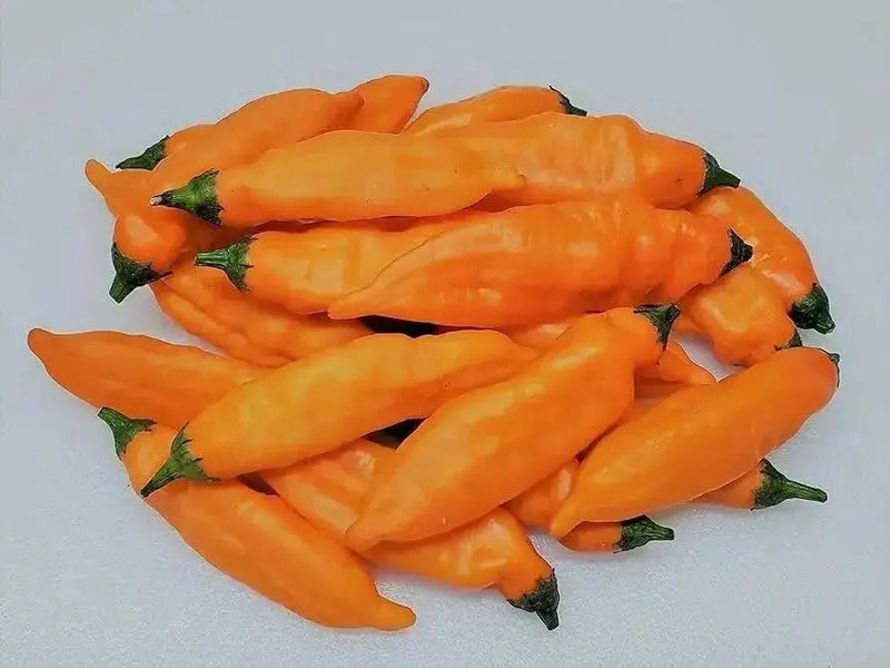 Aji Mango Pepper Seed ( Capsicum Baccatum) Medium hot - Caribbean garden seed