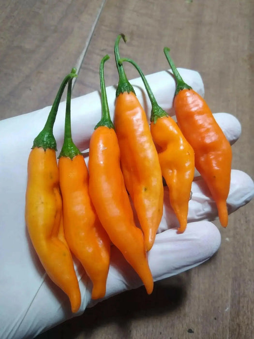Aji Mango Pepper Seed ( Capsicum Baccatum) Medium hot - Caribbean garden seed