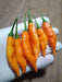 Aji Mango Pepper Seed ( Capsicum Baccatum) Medium hot - Caribbean garden seed