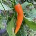 Aji Mango Pepper Seed ( Capsicum Baccatum) Medium hot - Caribbean garden seed