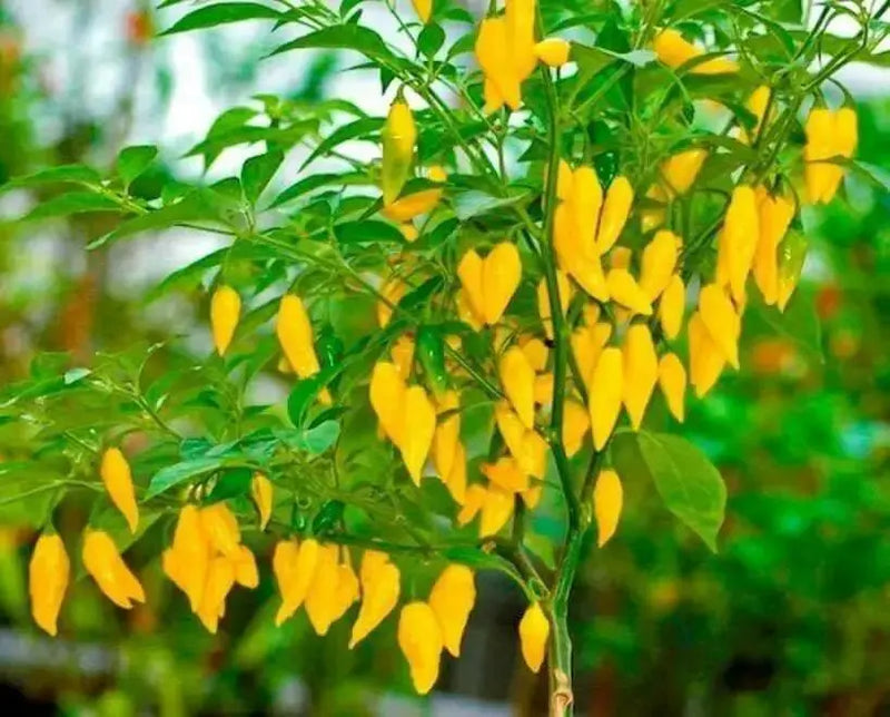 Aji Limo , Lemon Drop Pepper Seeds ,HOT,  Capsicum Baccatum - Caribbean garden seed
