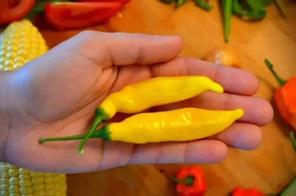 Aji Limo , Lemon Drop Pepper Seeds ,HOT,  Capsicum Baccatum - Caribbean garden seed