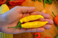 Aji Limo , Lemon Drop Pepper Seeds ,HOT,  Capsicum Baccatum - Caribbean garden seed