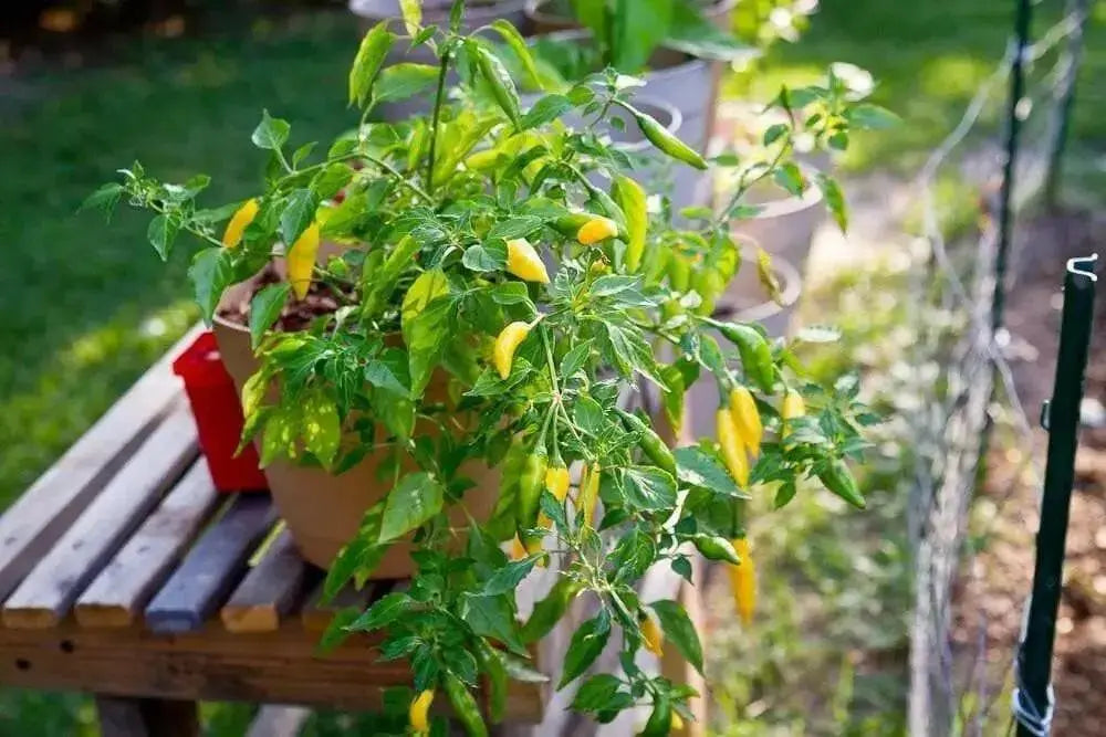 Aji Limo , Lemon Drop Pepper Seeds ,HOT,  Capsicum Baccatum - Caribbean garden seed