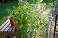 Aji Limo , Lemon Drop Pepper Seeds ,HOT,  Capsicum Baccatum - Caribbean garden seed