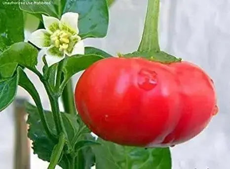 Aji PILANGE- PEPPER SEEDS - Capsicum baccatum - Caribbean garden seed