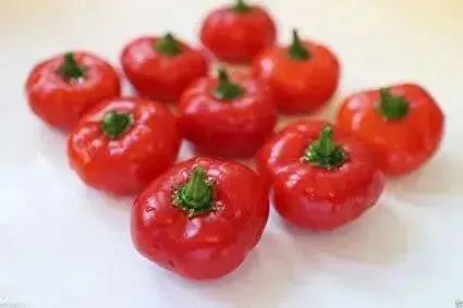 Aji PILANGE- PEPPER SEEDS - Capsicum baccatum - Caribbean garden seed