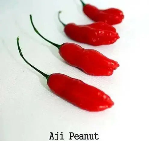Aji Peanut Pepper Seeds (Capsicum baccatum) Heirloom,Open pollinated. - Caribbean garden seed