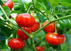 Aji PILANGE- PEPPER SEEDS - Capsicum baccatum - Caribbean garden seed