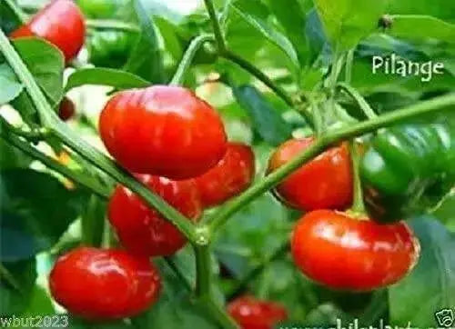 Aji PILANGE- PEPPER SEEDS - Capsicum baccatum - Caribbean garden seed