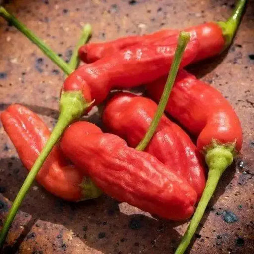 Aji Peanut Pepper Seeds (Capsicum baccatum) Heirloom,Open pollinated. - Caribbean garden seed