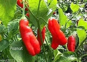 Aji Peanut Pepper Seeds (Capsicum baccatum) Heirloom,Open pollinated. - Caribbean garden seed