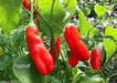 Aji Peanut Pepper Seeds (Capsicum baccatum) Heirloom,Open pollinated. - Caribbean garden seed