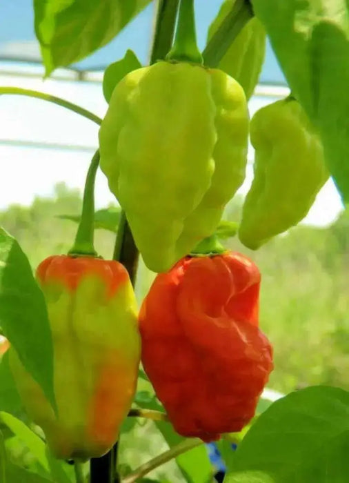 Aji Umba Hot PEPPER SEEDS - Capsicum chinense,from brazil - Caribbean garden seed