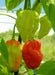 Aji Umba Hot PEPPER SEEDS - Capsicum chinense,from brazil - Caribbean garden seed
